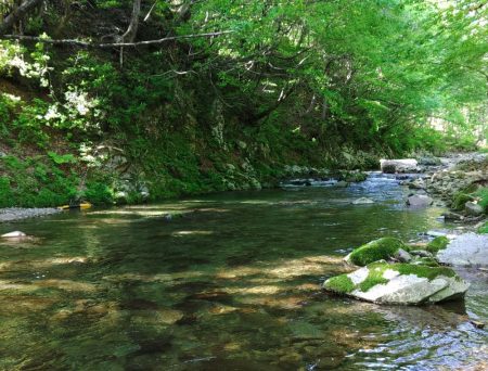 もののふ４５Ｓでアマゴ爆釣！